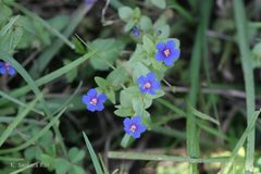 Anagallis arvensis